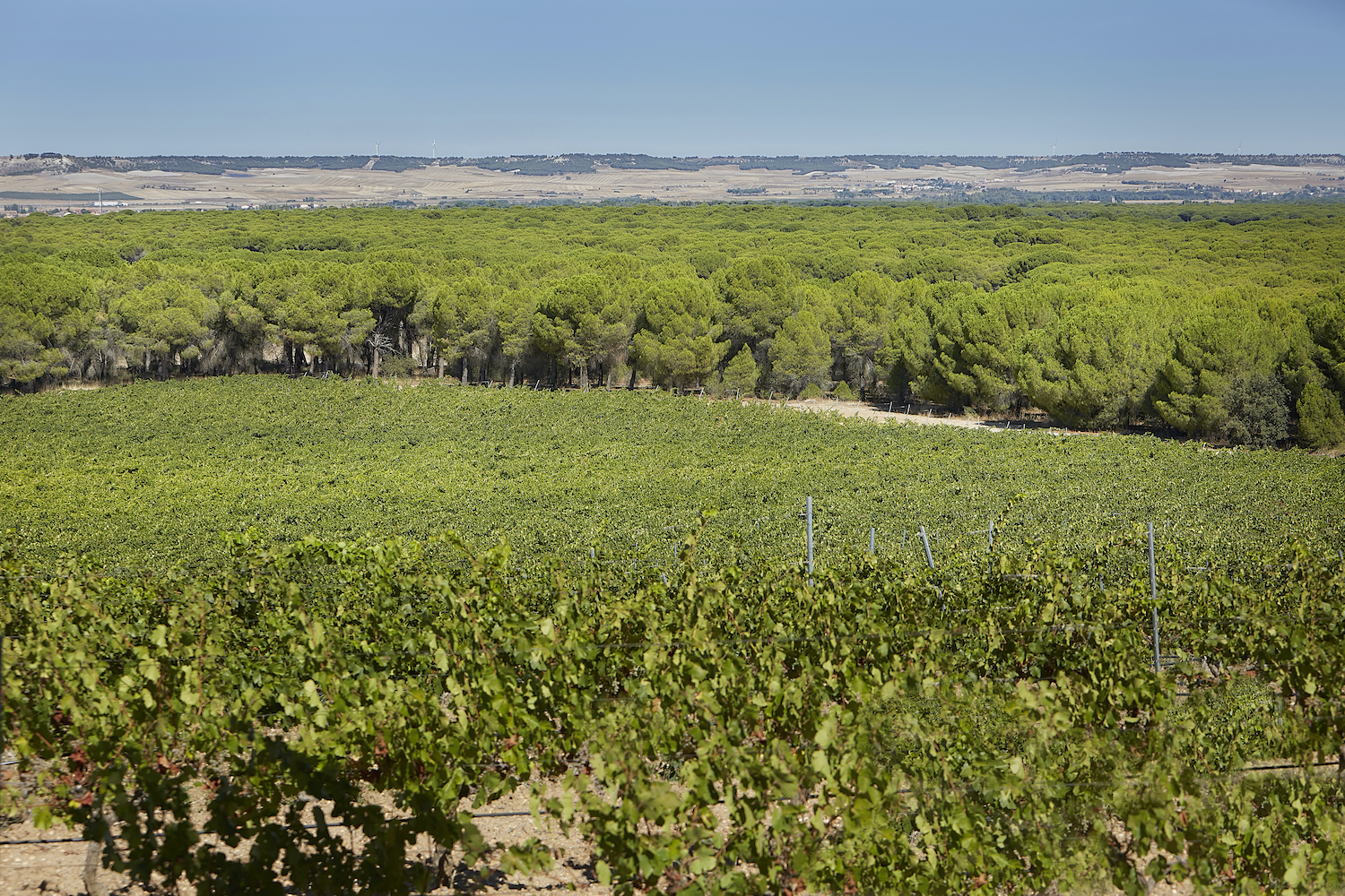 tierra de pinares