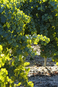 viñedo pleno