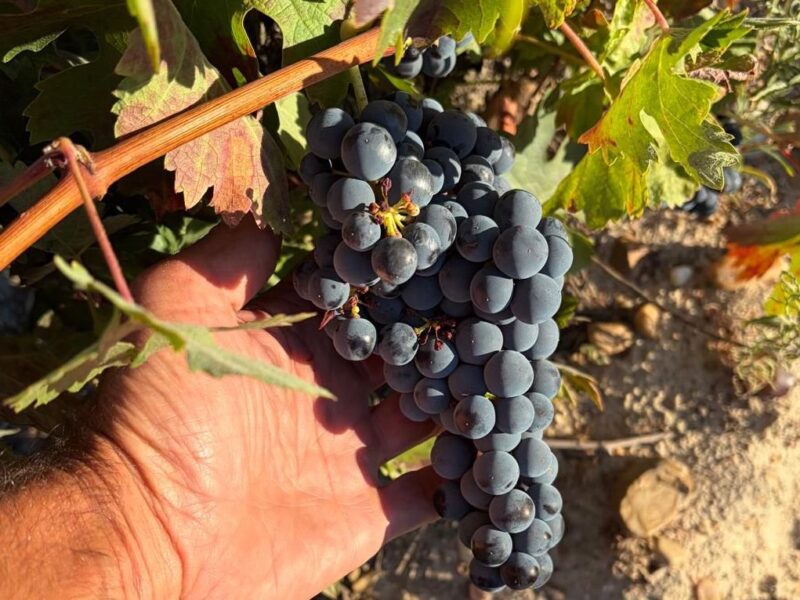 tempranillo