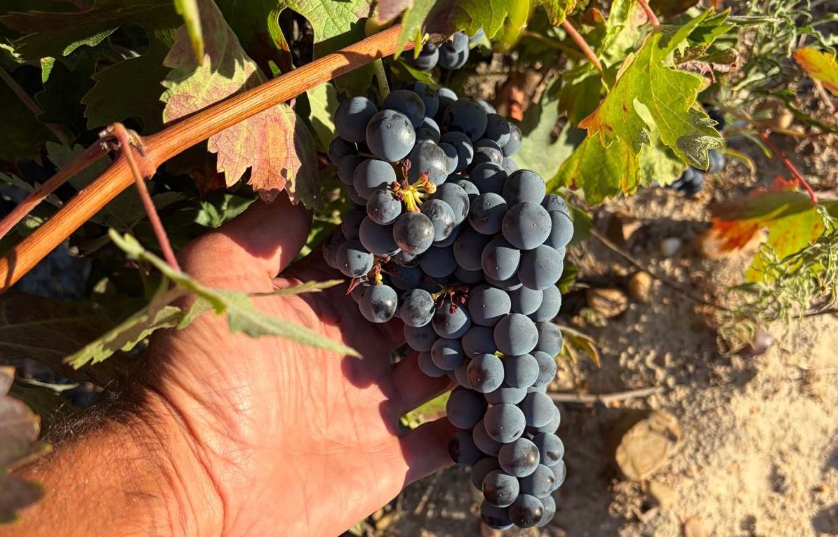 tempranillo